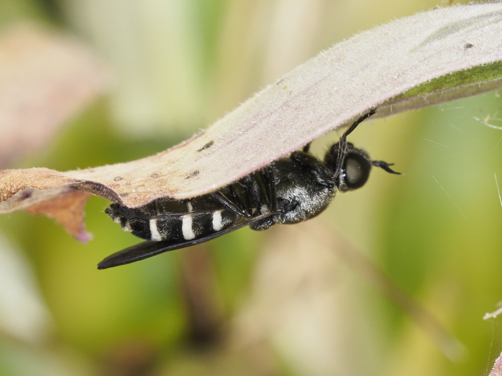 Odontomyia microleon?