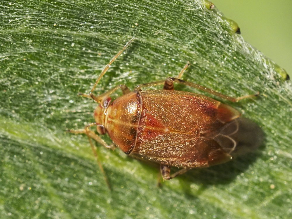 Miridae da identificare: Agnocoris rubicundus