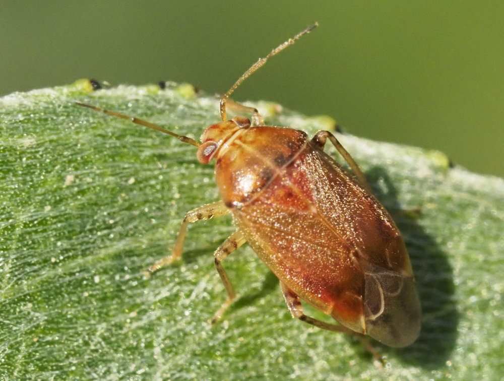 Miridae da identificare: Agnocoris rubicundus