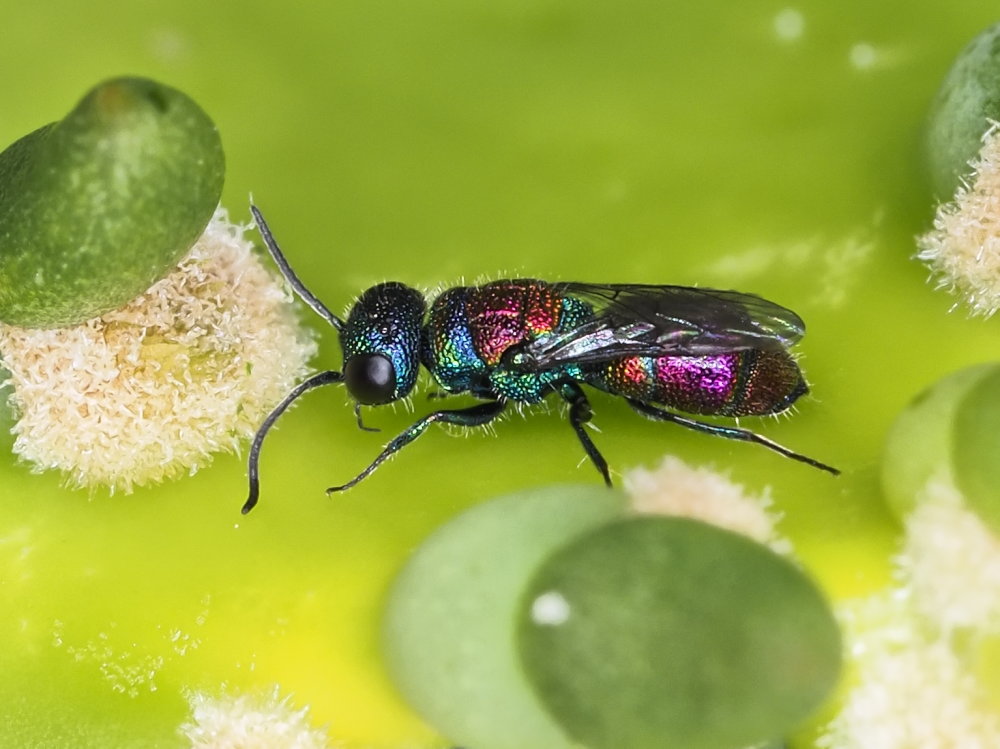 Chrysididae 1 - Chrysis leachii