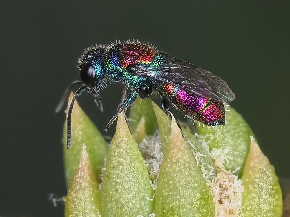 Chrysididae 1 - Chrysis leachii