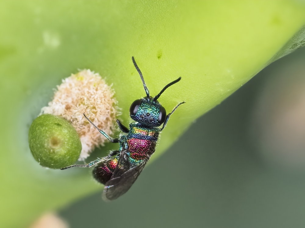 Chrysididae 1 - Chrysis leachii