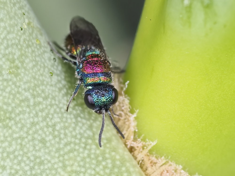 Chrysididae 1 - Chrysis leachii