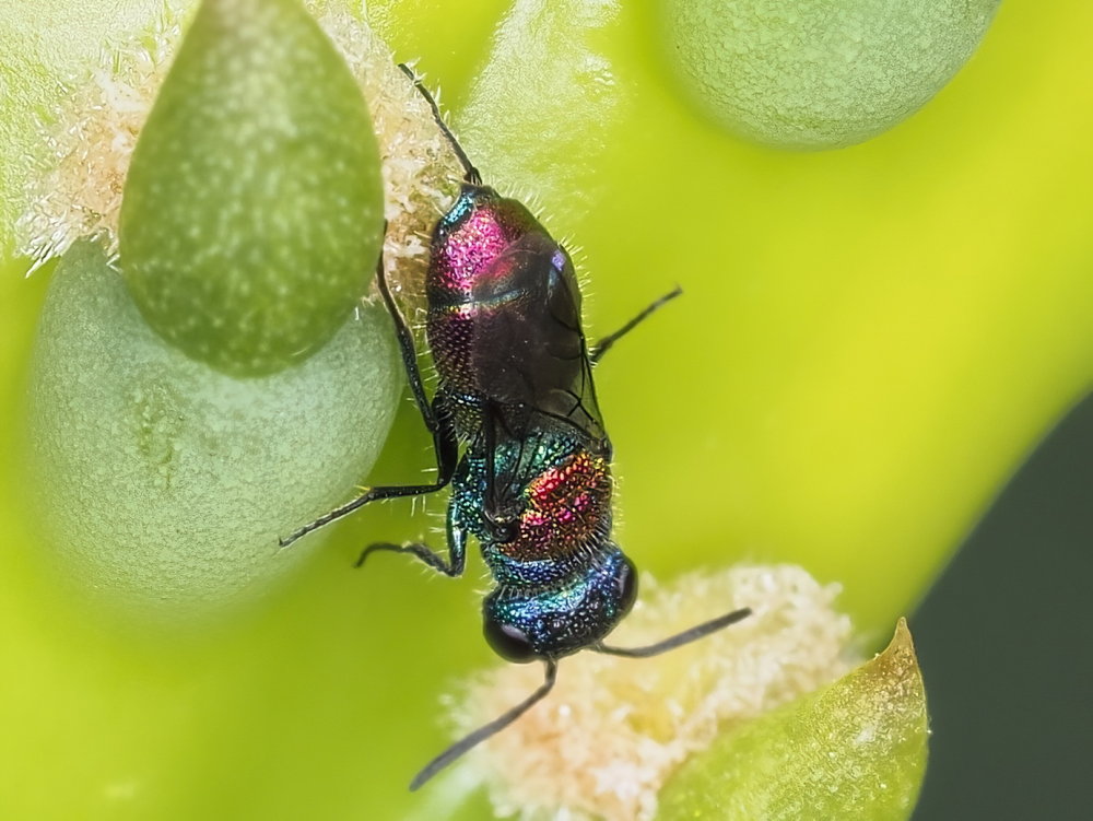 Chrysididae 1 - Chrysis leachii