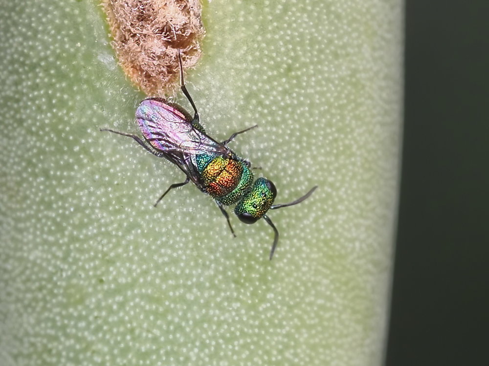 Chrysididae 2 - Chrysis lanceolata?