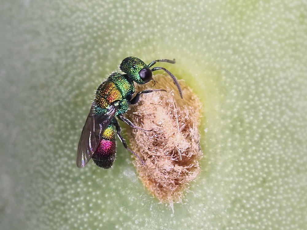 Chrysididae 2 - Chrysis lanceolata?