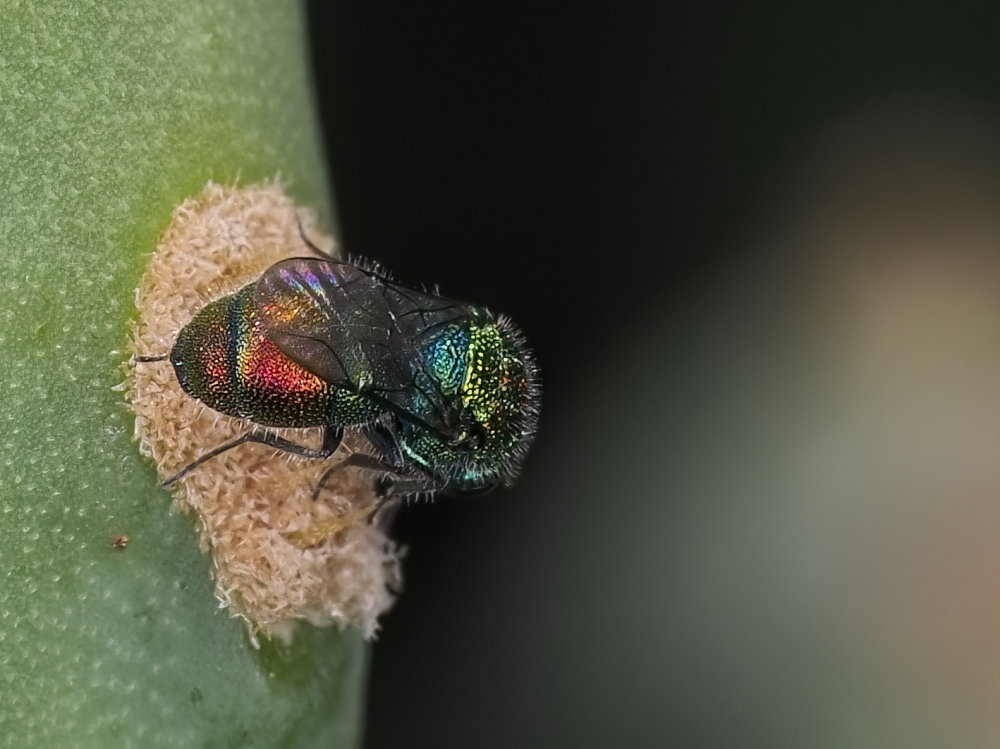 Chrysididae 2 - Chrysis lanceolata?