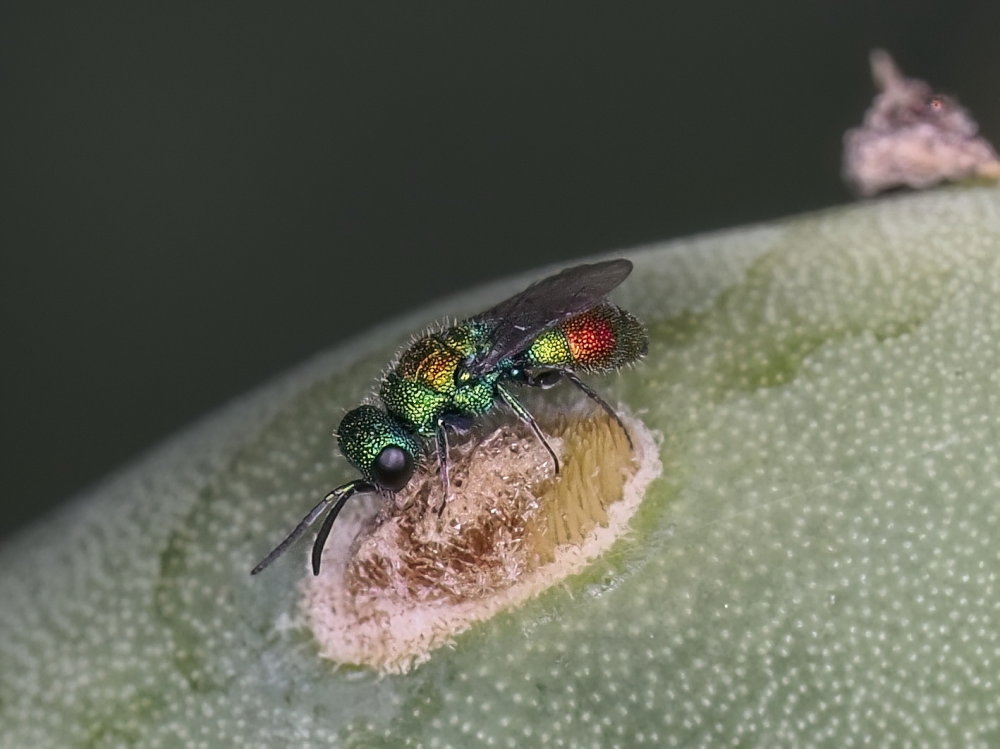 Chrysididae 2 - Chrysis lanceolata?