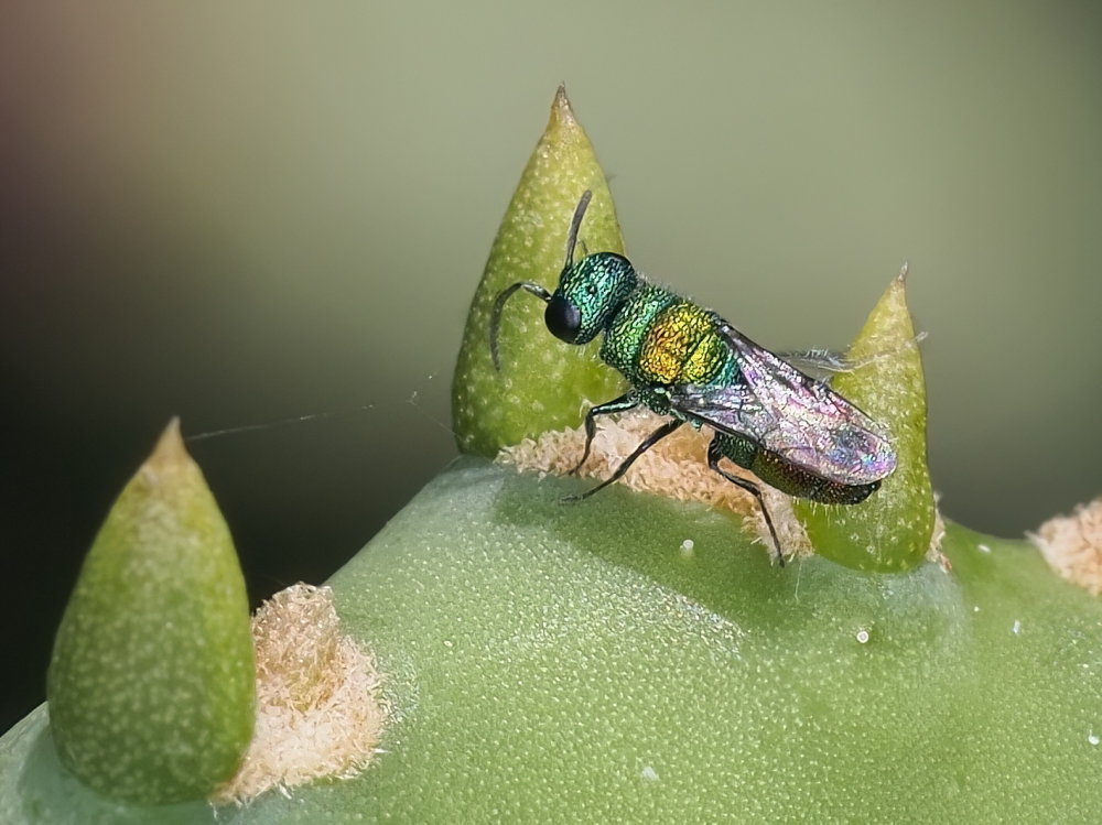 Chrysididae 2 - Chrysis lanceolata?