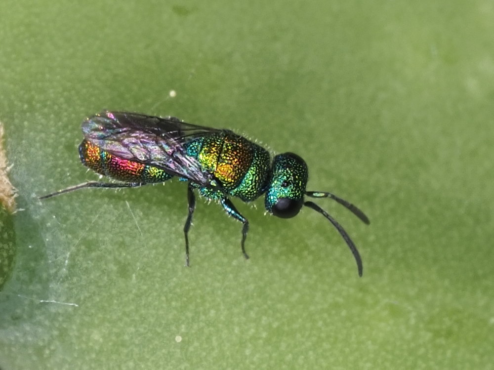 Chrysididae 2 - Chrysis lanceolata?