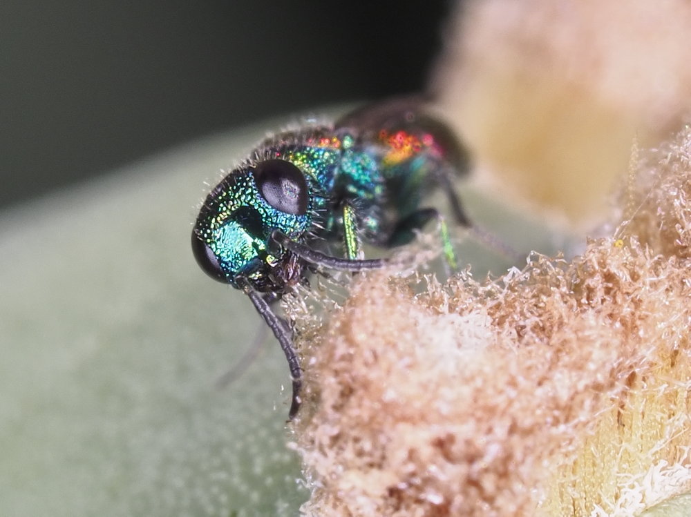 Chrysididae 3 - Chrysis leachii?