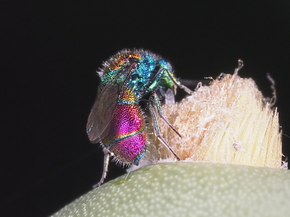 Chrysididae 3 - Chrysis leachii?