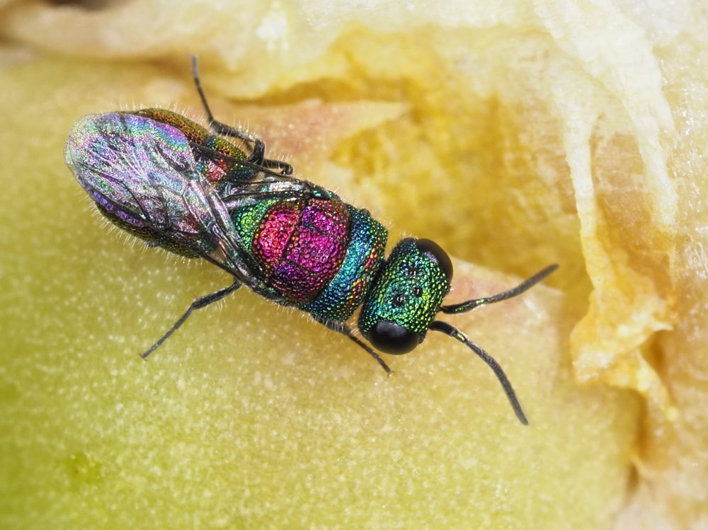 Chrysididae 3 - Chrysis leachii?