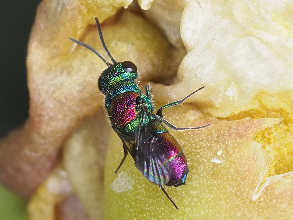 Chrysididae 3 - Chrysis leachii?