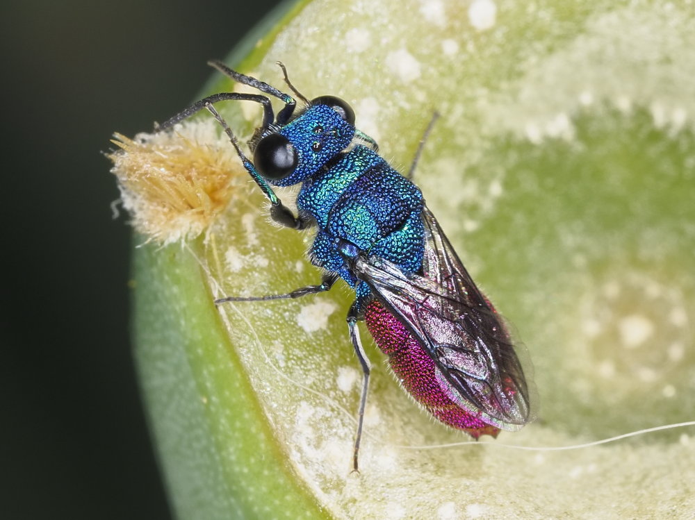 Chrysididae 5 - Chrysis inaequalis