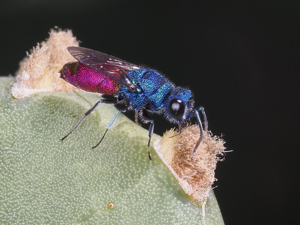 Chrysididae 5 - Chrysis inaequalis