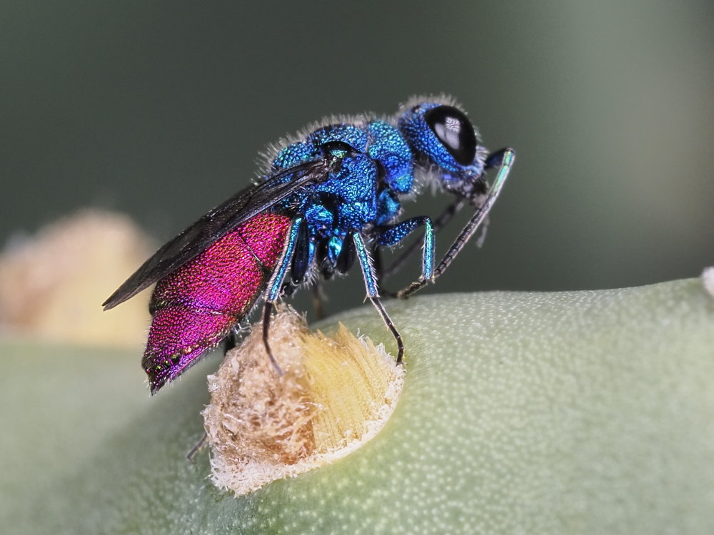 Chrysididae 5 - Chrysis inaequalis