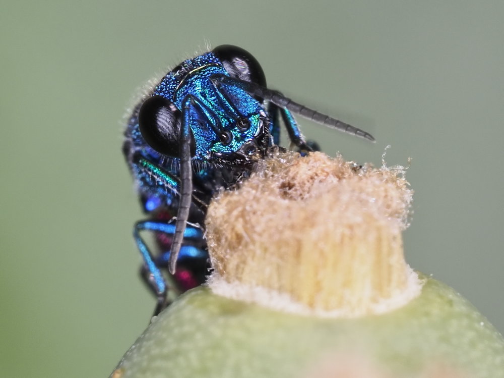 Chrysididae 5 - Chrysis inaequalis