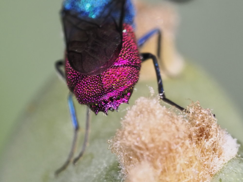 Chrysididae 5 - Chrysis inaequalis