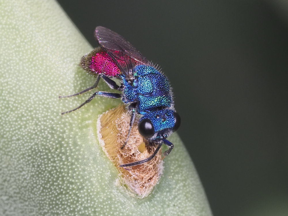 Chrysididae 5 - Chrysis inaequalis