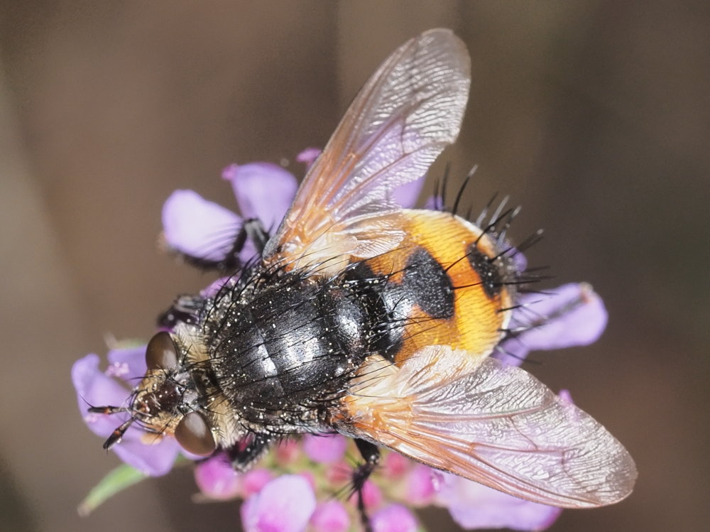 Nowickia ferox?  Nowickia cfr. ferox