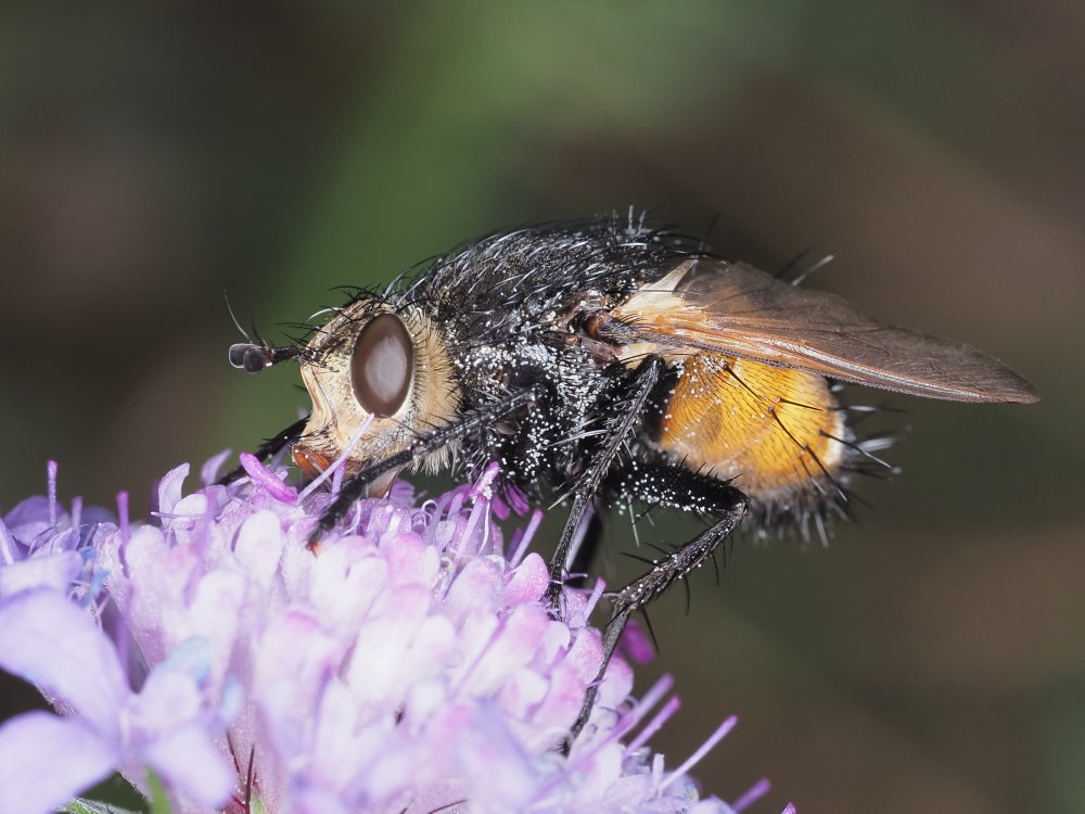 Nowickia ferox?  Nowickia cfr. ferox