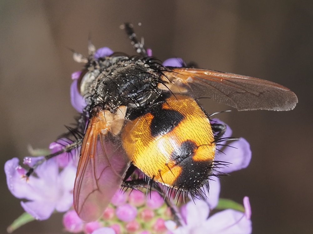 Nowickia ferox?  Nowickia cfr. ferox