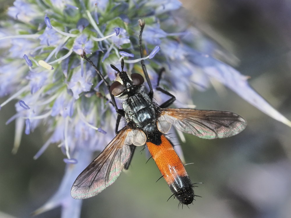 Tachinidae: Cylindromyia cfr. intermedia