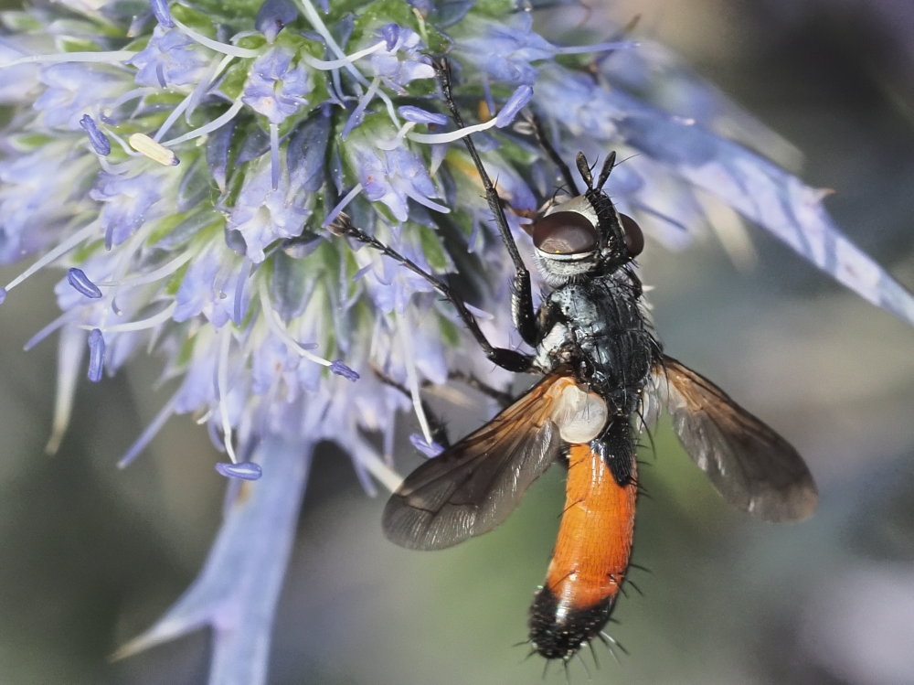 Tachinidae: Cylindromyia cfr. intermedia