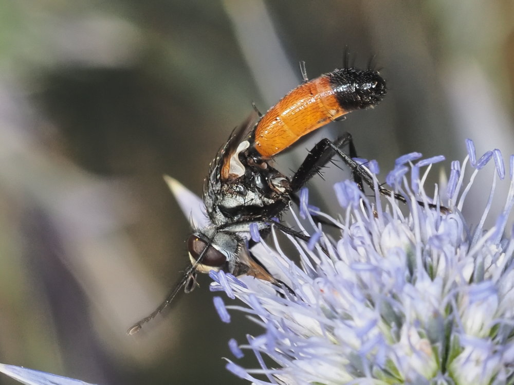 Tachinidae: Cylindromyia cfr. intermedia