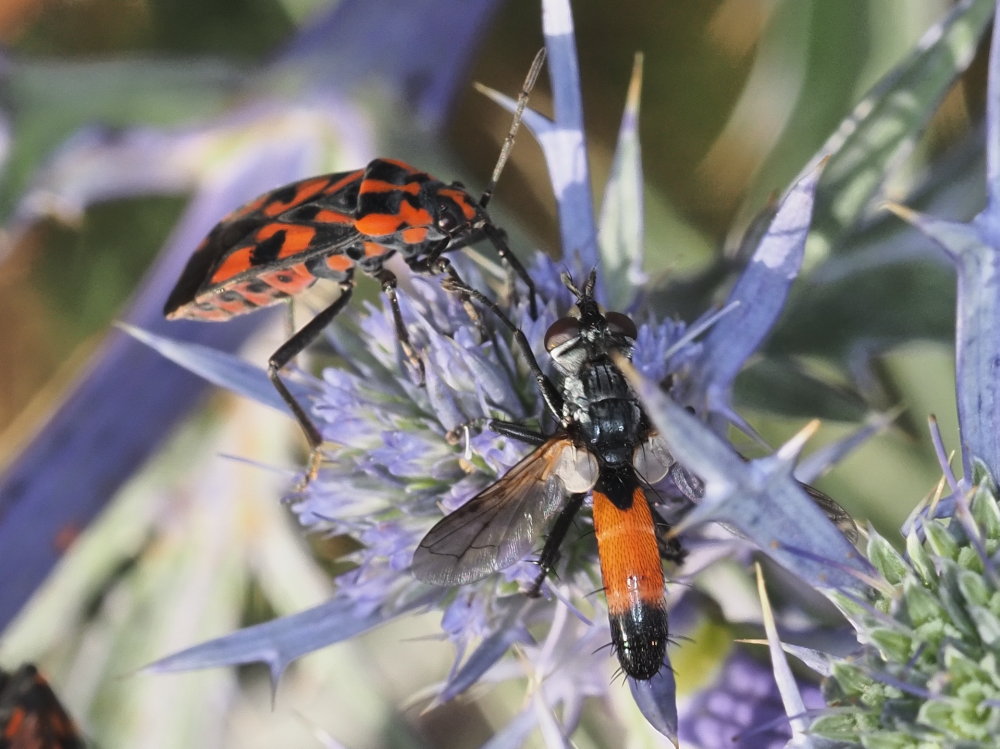 Tachinidae: Cylindromyia cfr. intermedia