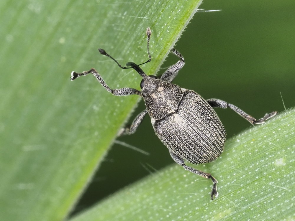 Curculionidae: cfr. Ceutorhynchus sp.