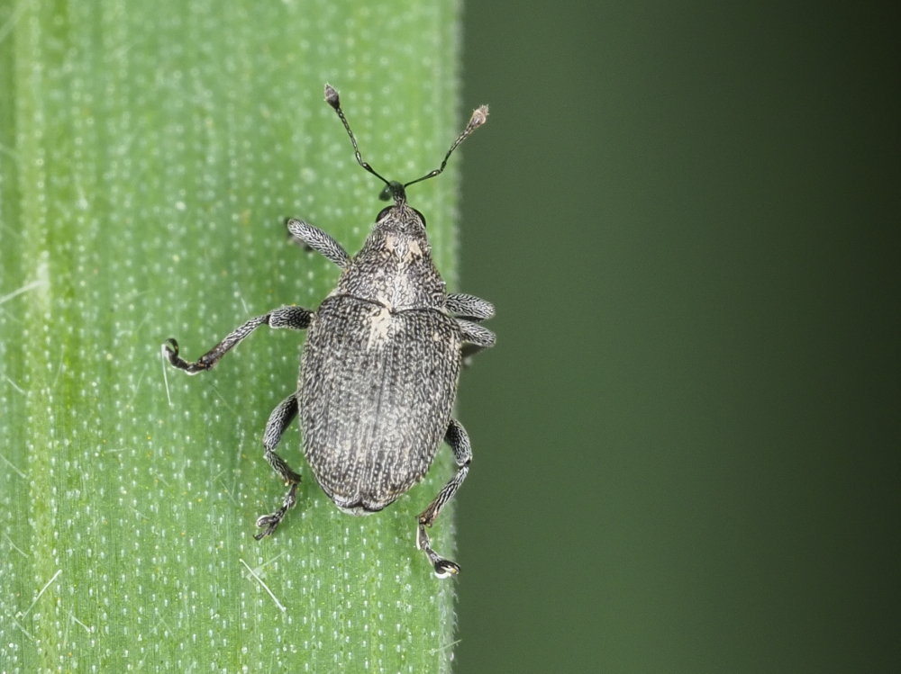 Curculionidae: cfr. Ceutorhynchus sp.