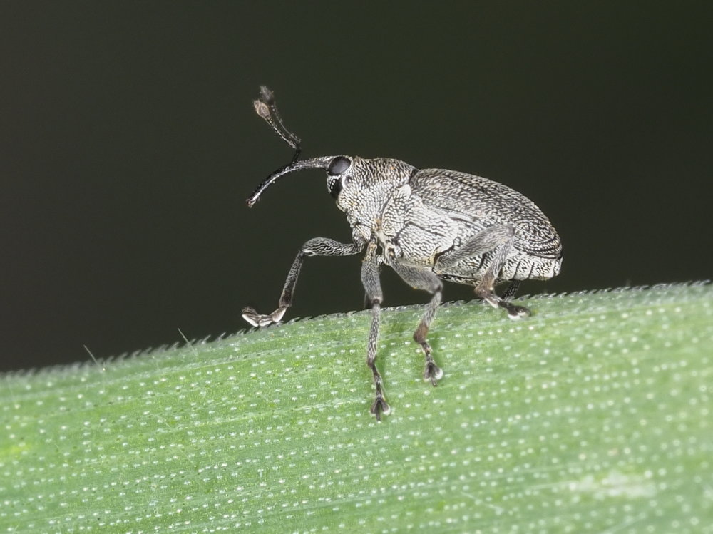 Curculionidae: cfr. Ceutorhynchus sp.