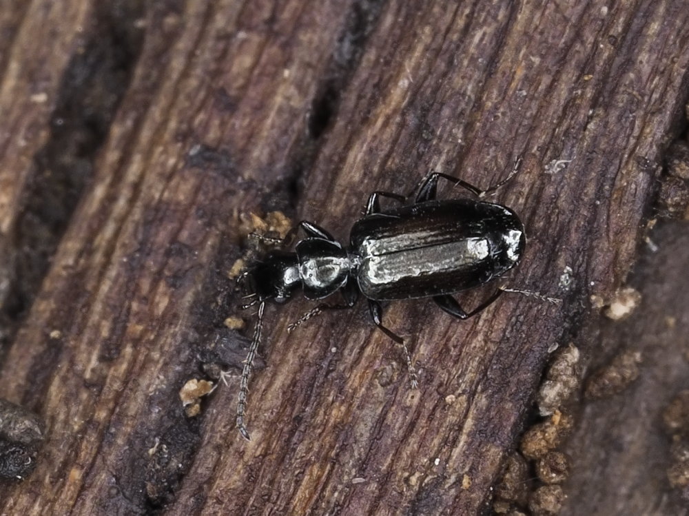 Carabidae: Microlestes sp.