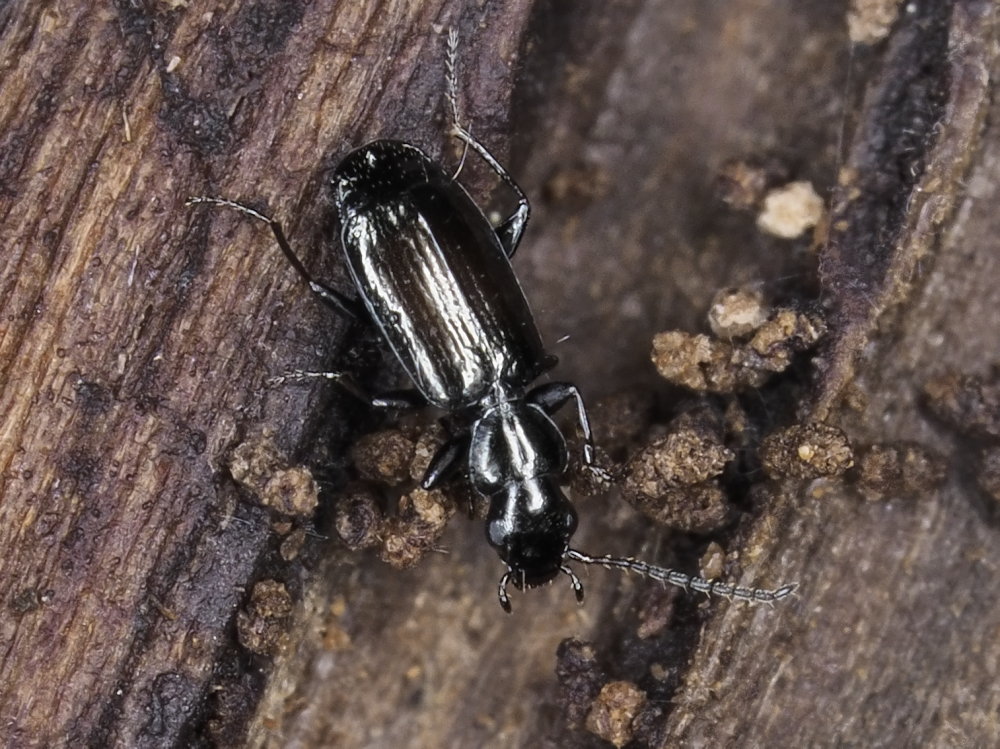 Carabidae: Microlestes sp.