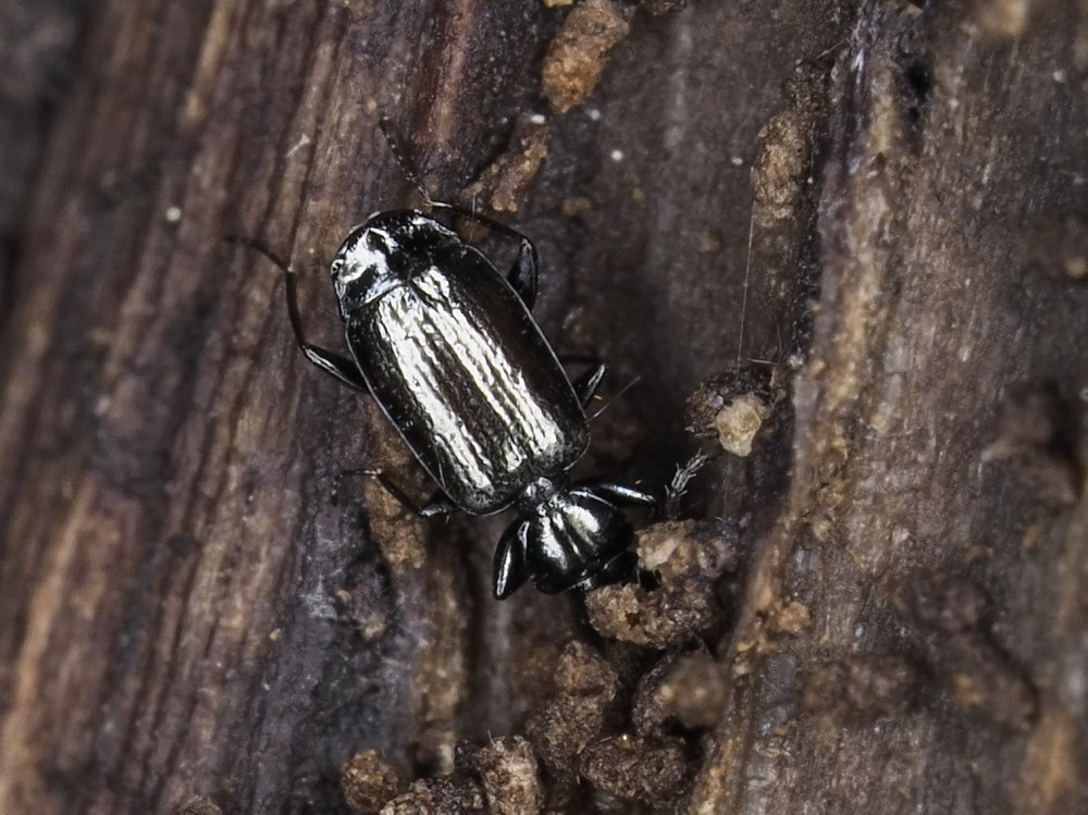 Carabidae: Microlestes sp.