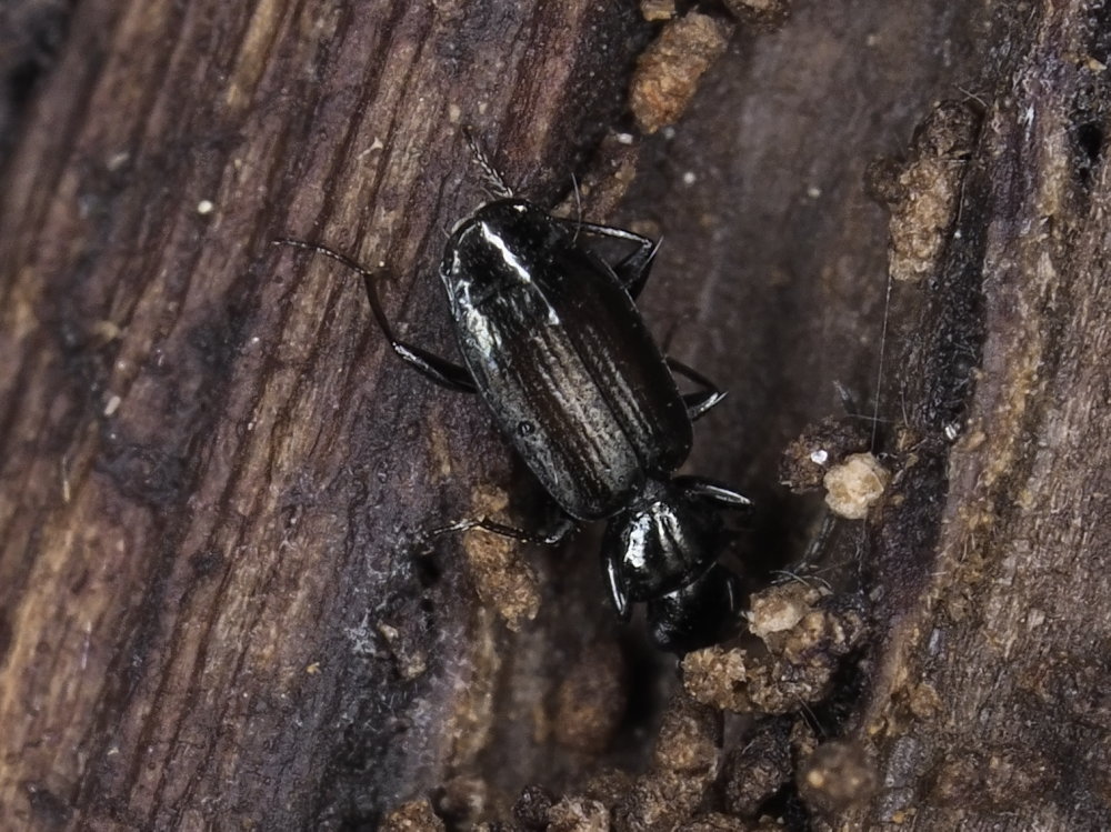 Carabidae: Microlestes sp.