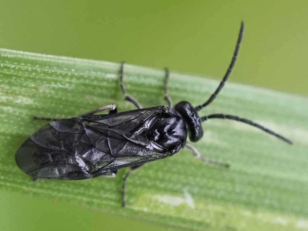 Tenthredinidae da identificare: subfam. Blennocampinae