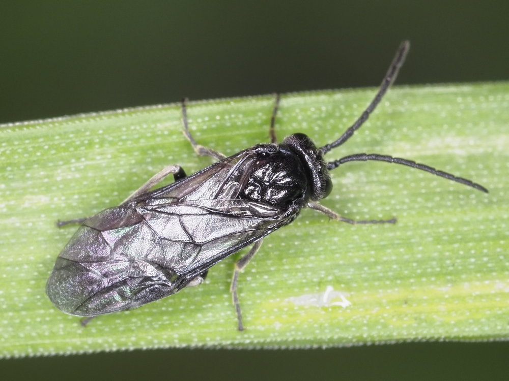 Tenthredinidae da identificare: subfam. Blennocampinae