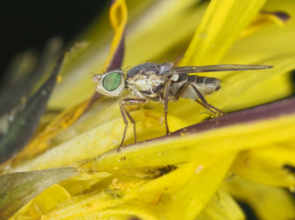 Tephritidae da identificare