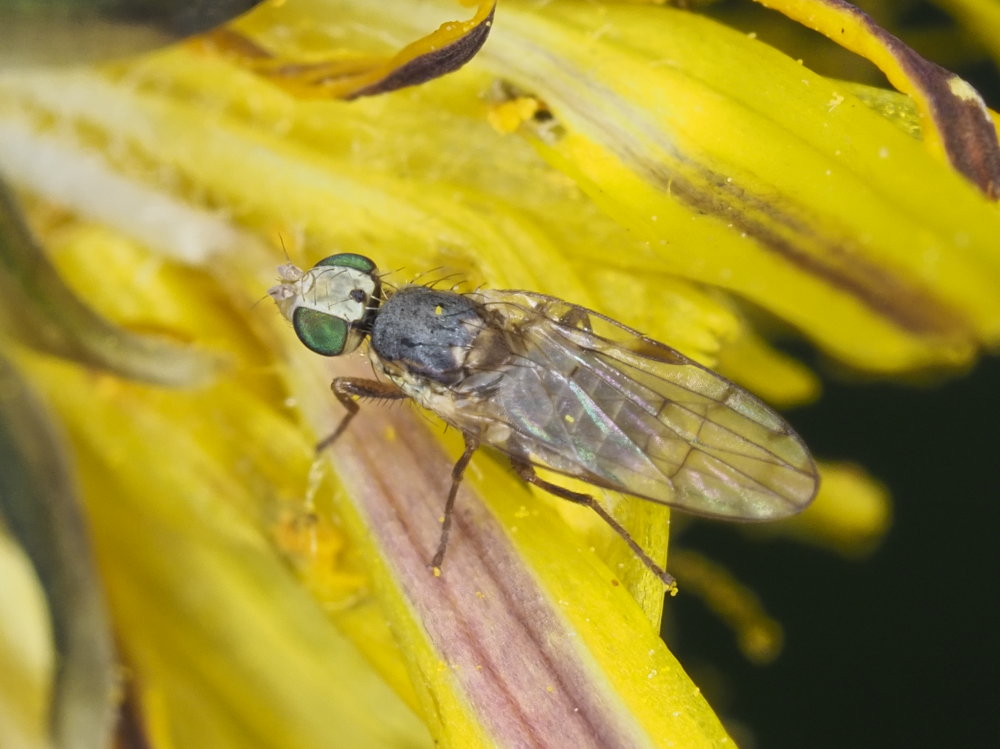 Tephritidae da identificare