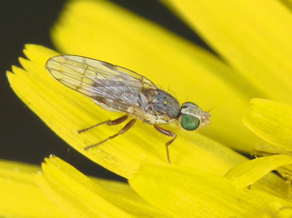 Tephritidae da identificare