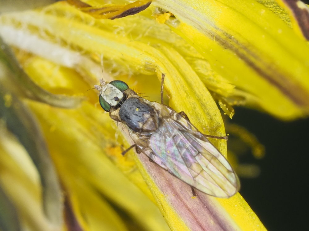 Tephritidae da identificare