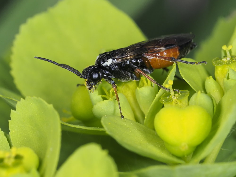 Tenthredinidae da identificare: Aglaostigma aucupariae?