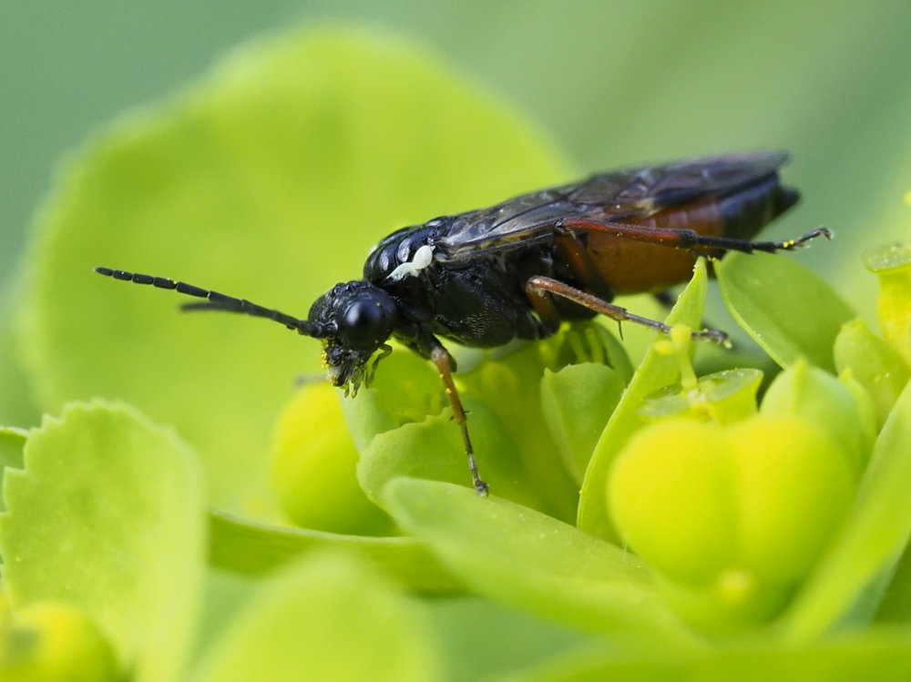 Tenthredinidae da identificare: Aglaostigma aucupariae?