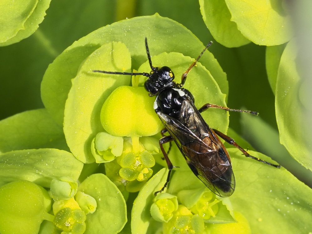 Tenthredinidae da identificare: Aglaostigma aucupariae?