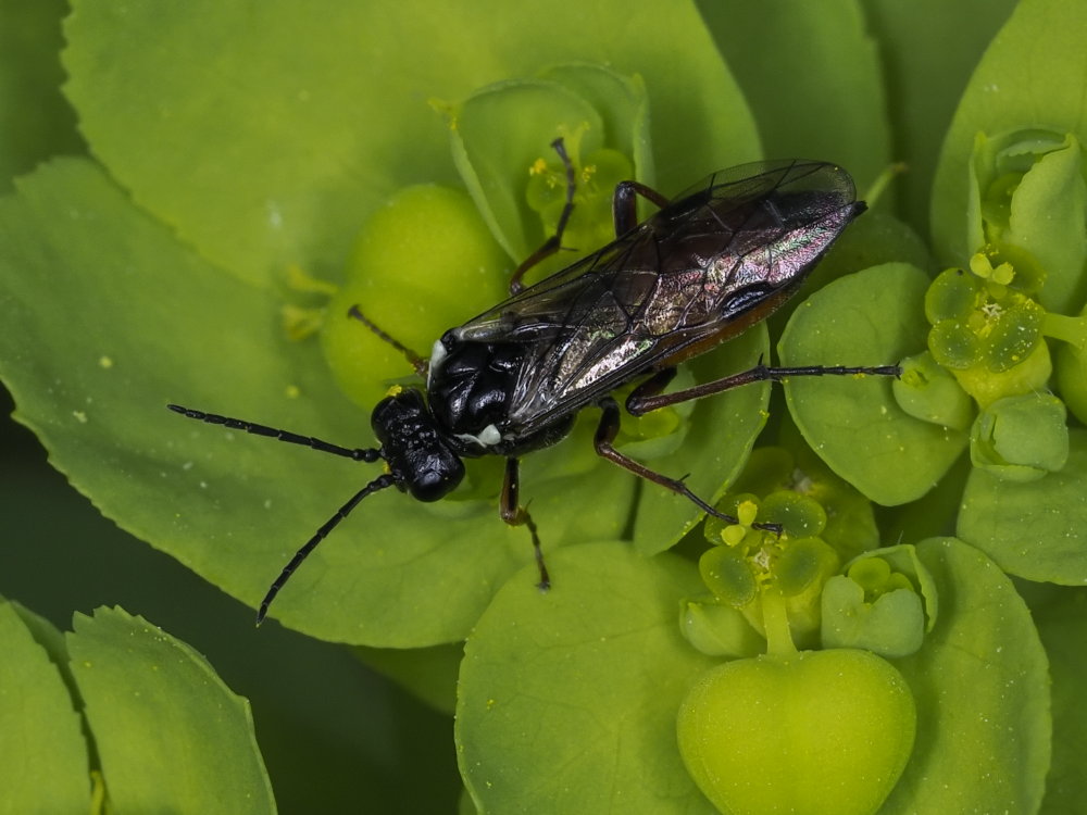 Tenthredinidae da identificare: Aglaostigma aucupariae?