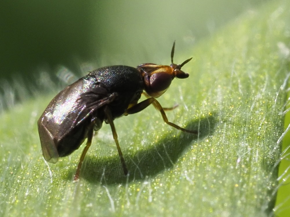 Da identificare: Camarota curvipennis?