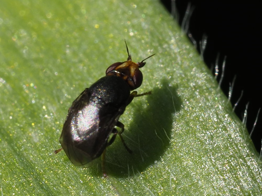 Da identificare: Camarota curvipennis?